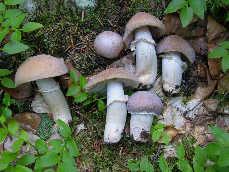 Qualche fungo...(seconda parte)